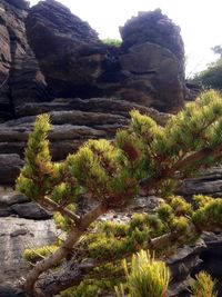 Close-up of plants growing on mountain