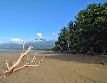 Scenic view of beach against blue sky