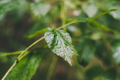 Close-up of leaves