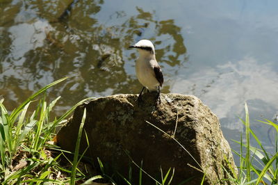 Close-up of bird perching on lake