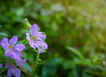 Close-up of purple flowering plant