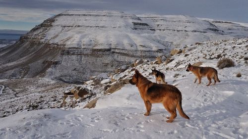 Horses standing on snow field against sky