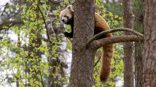 Squirrel on tree trunk