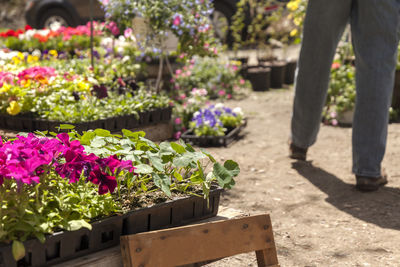 Potted plants at market stall