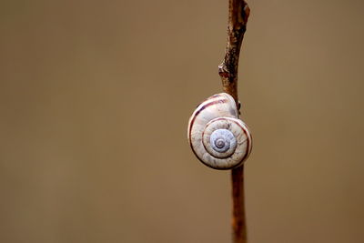 Close-up of snail on the twig