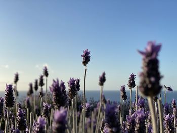 Close-up of purple flowering plants against sky