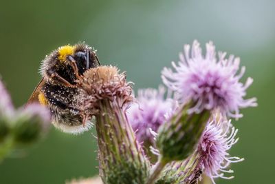 Close-up of bee on purple flower