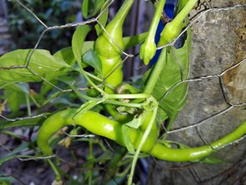 Close-up of green plant growing on field