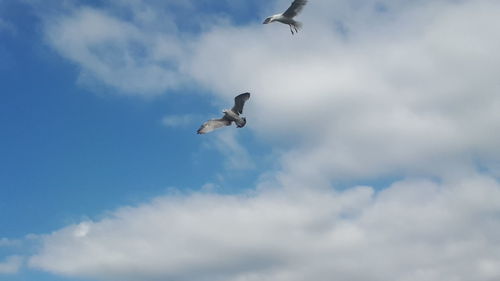 Low angle view of seagull flying in sky