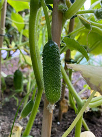 Close-up of fresh green chili peppers on field