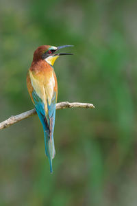 Close-up of bird on branch against blurred background