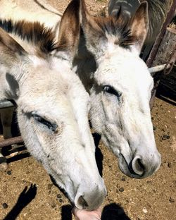 Close-up of two horses in a farm 