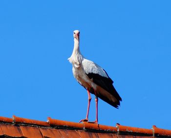 Low angle view of stork perching on roof against clear sky