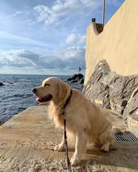 Dog looking at camera on beach against sky