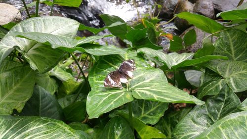 Close-up of insect on leaf