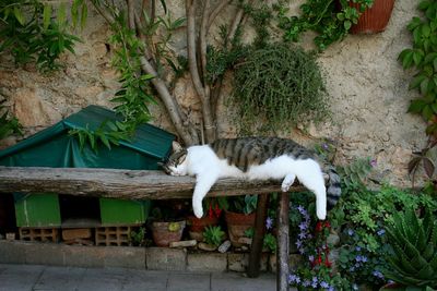 Cat by plants against trees