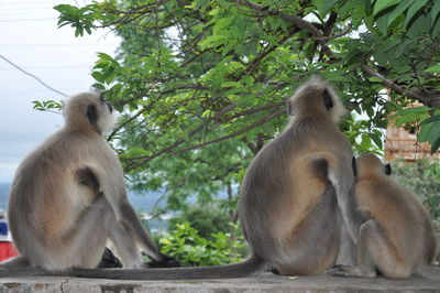 Low angle view of monkey sitting on tree