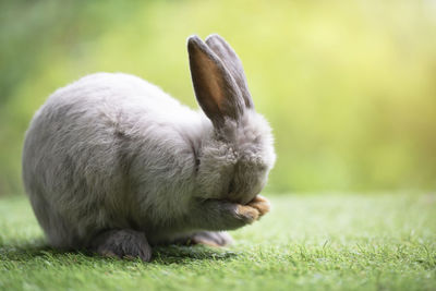 Rabbit on field