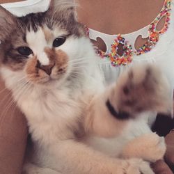 Portrait of cat
