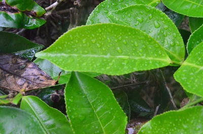 Close-up of wet leaves