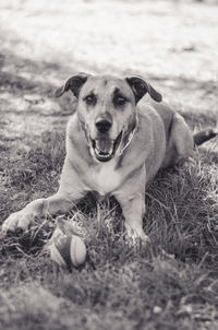 Portrait of dog sitting on grass