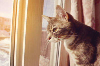 Close-up of cat looking through window at home