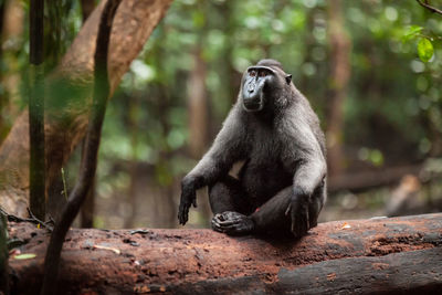 Monkey sitting in a forest