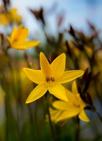 Close-up of yellow flowers blooming outdoors