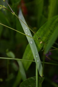 Close-up of grass