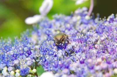 Close-up of insect on purple flowers