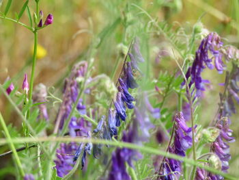 Close-up of purple crocus flowers on field