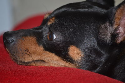Close-up of black dog relaxing at home