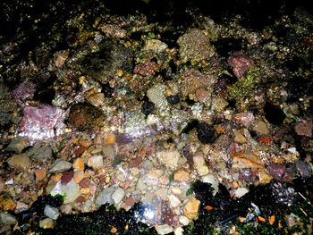 Close-up of coral in water