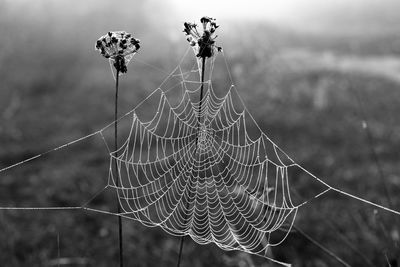 Close-up of spider web on plant at field
