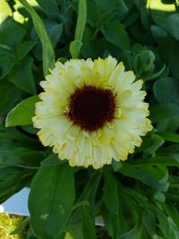 Close-up of yellow flowering plant