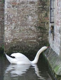 Bird in water