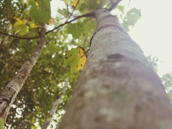 Low angle view of tree against sky