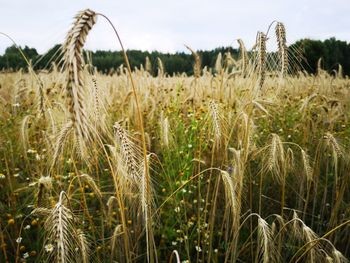 Close-up of wheat growing on field against sky