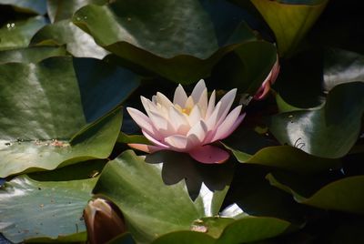 Close-up of lotus water lily in pond