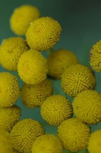 Close-up of yellow flowering plant