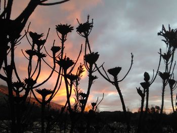 Silhouette of trees at sunset