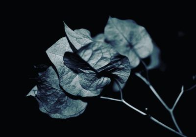 Close-up of leaf over black background