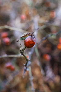 Close-up of berries growing on plant