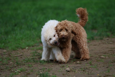 View of a dog on field