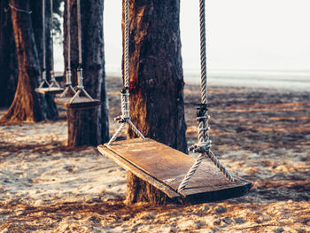 View of swing hanging from tree