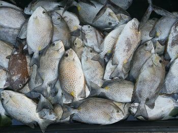 High angle view of fish for sale in market