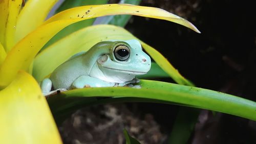 Close-up of frog on leaf