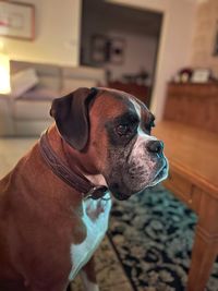 Close-up of dog looking away at home