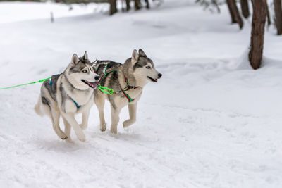 Dogs on snow covered land