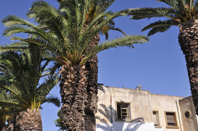 Low angle view of palm tree against clear sky